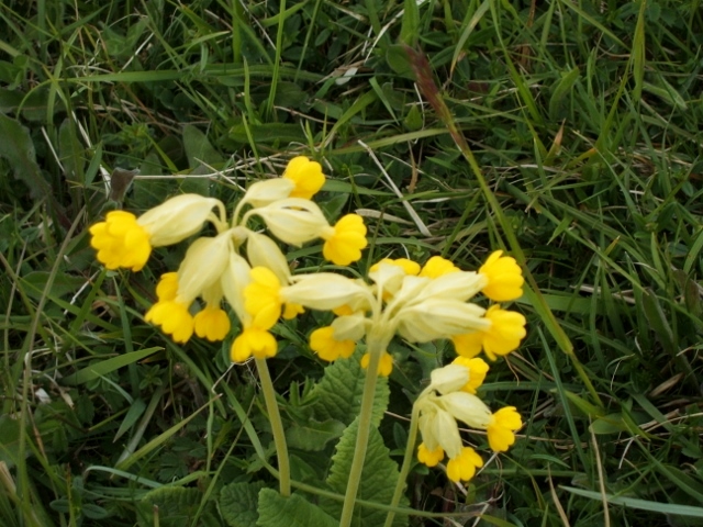 One of the many cowslips on Cranham Common